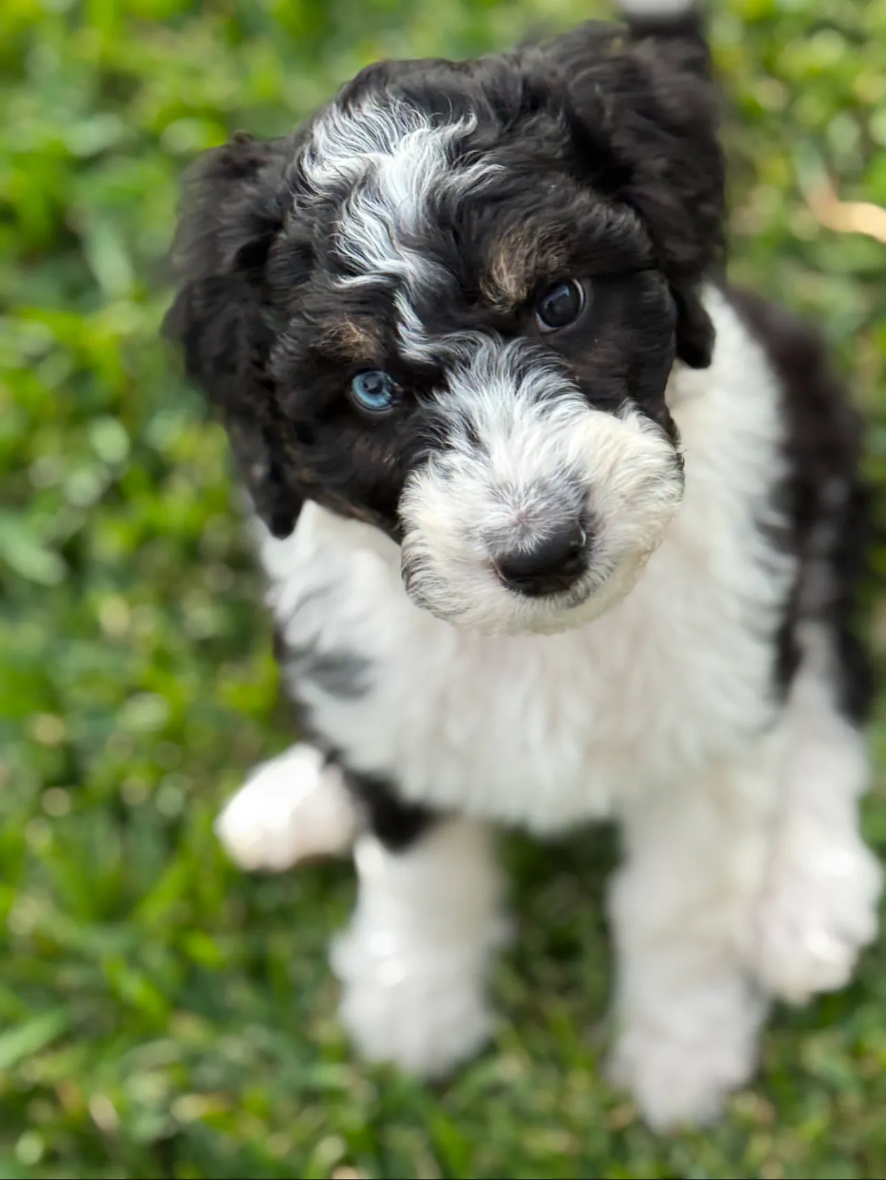 Aussiedoodles of Austin family photo