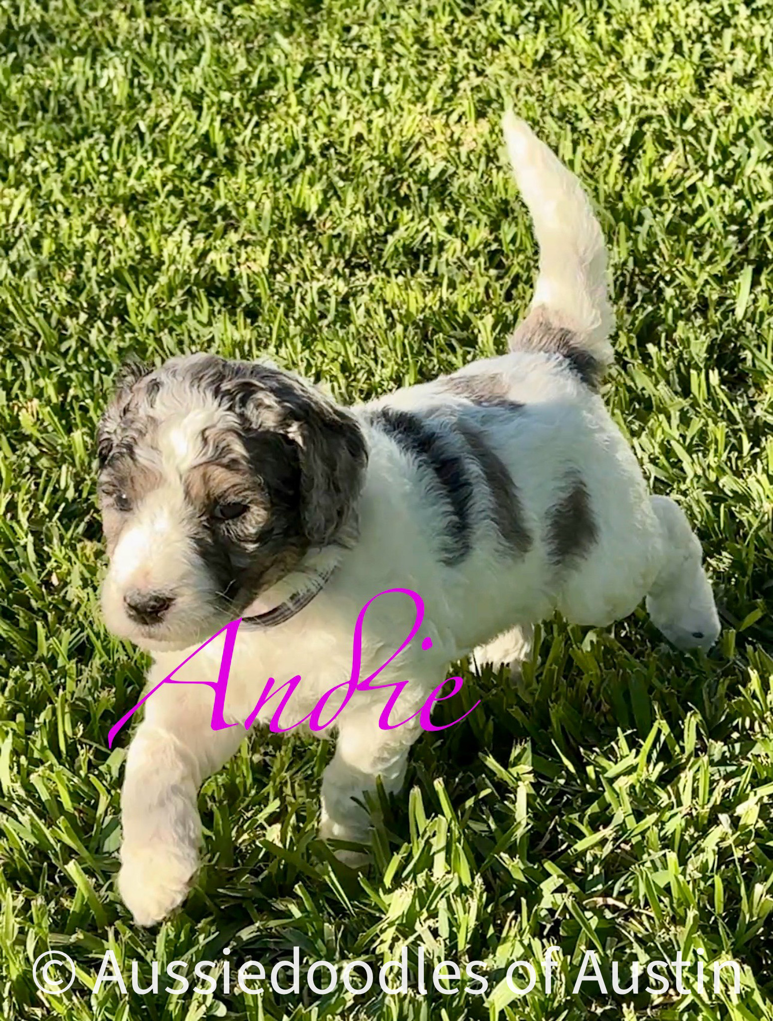 Andie from the 2025 Aussiedoodles of Austin litter.