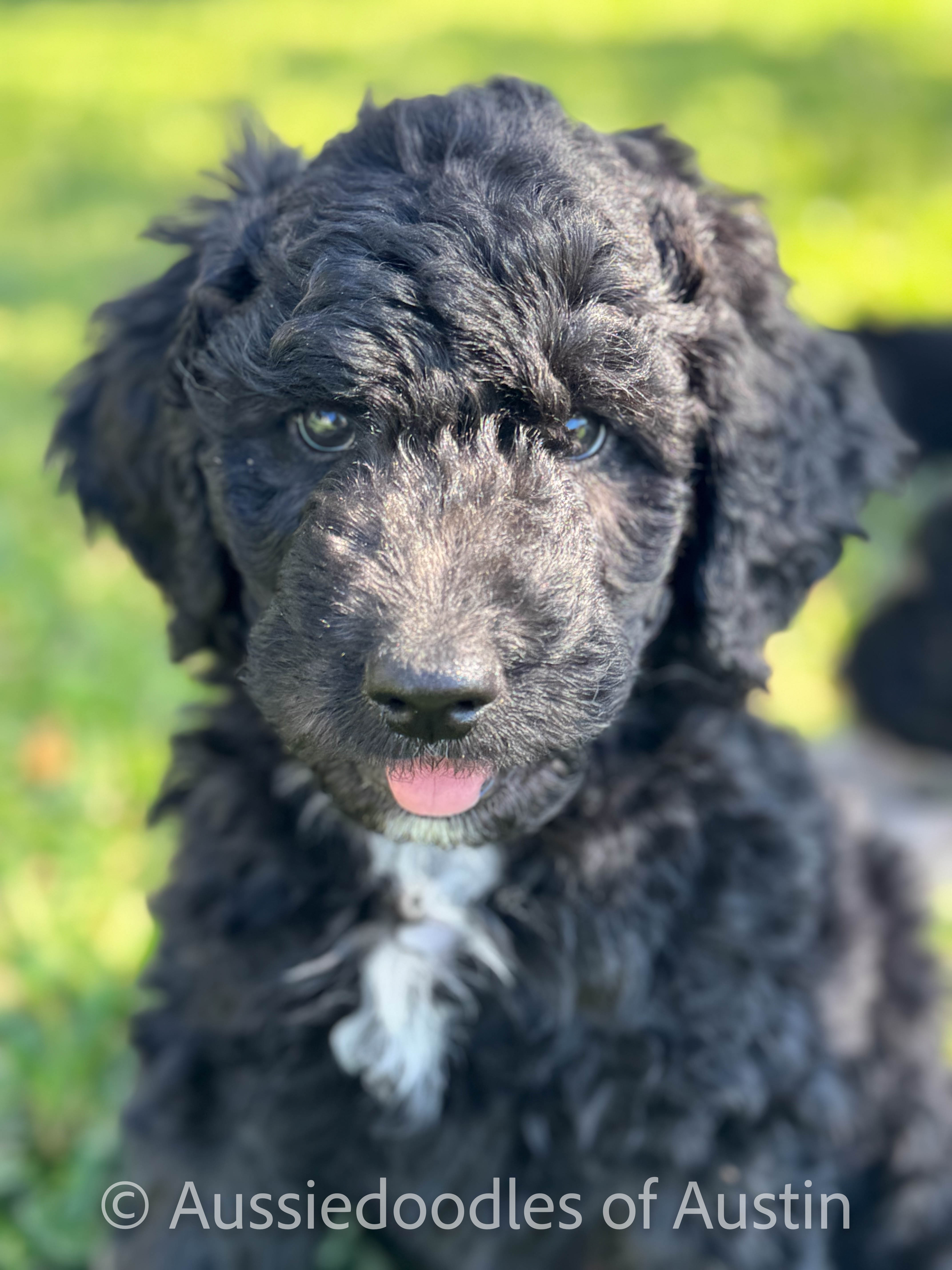 Aussiedoodle puppy portrait from Aussiedoodles of Austin.