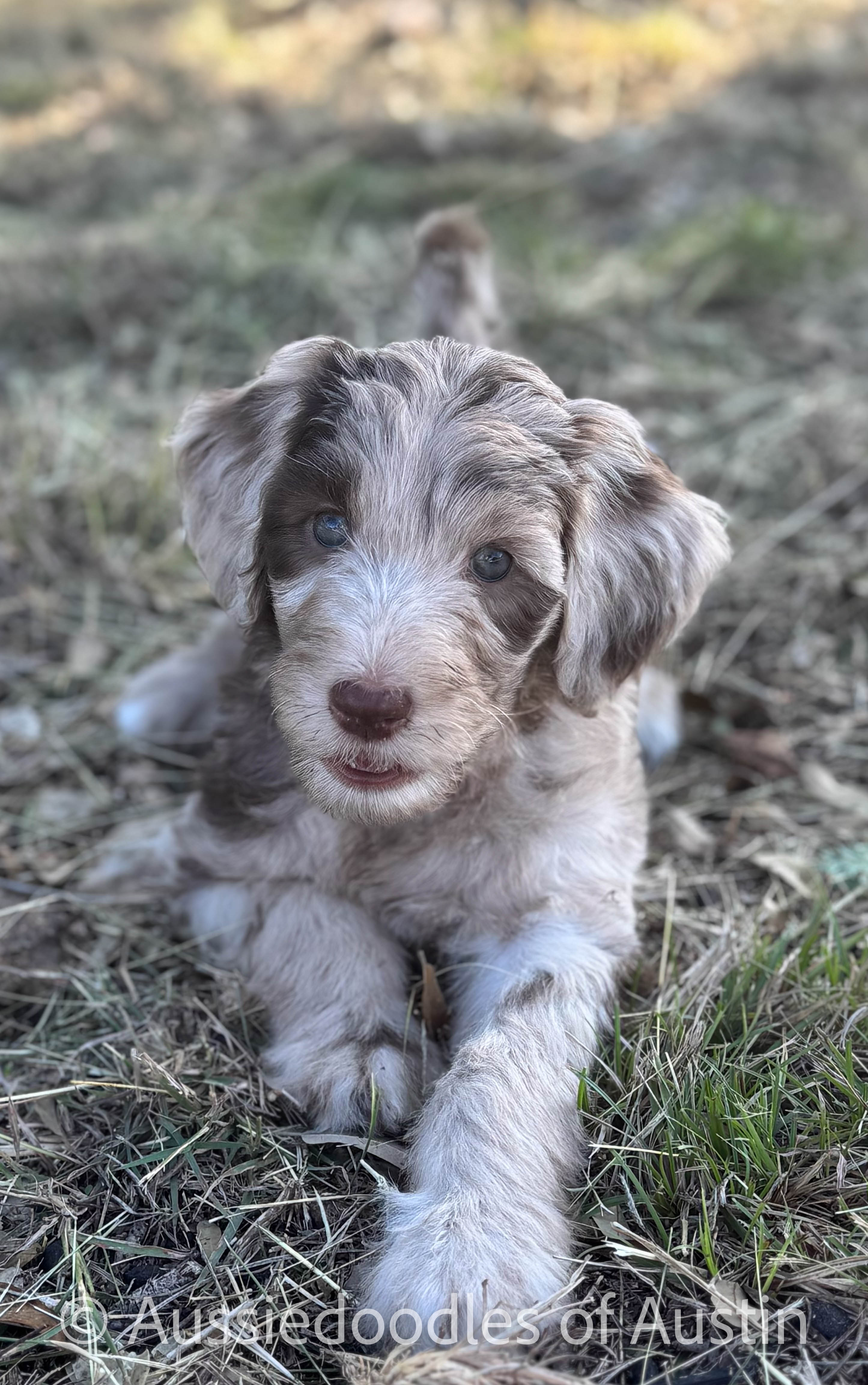 Merle Aussiedoodle puppy from Aussiedoodles of Austin.
