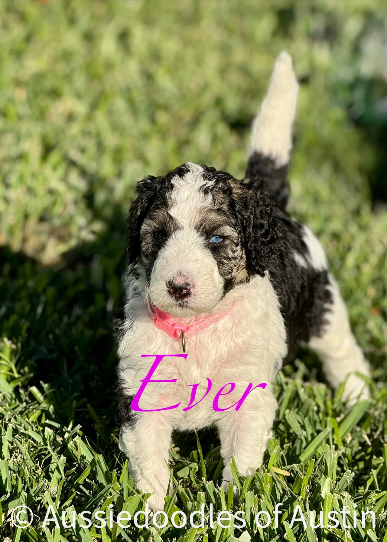 Ever from the 2025 Aussiedoodles of Austin litter.