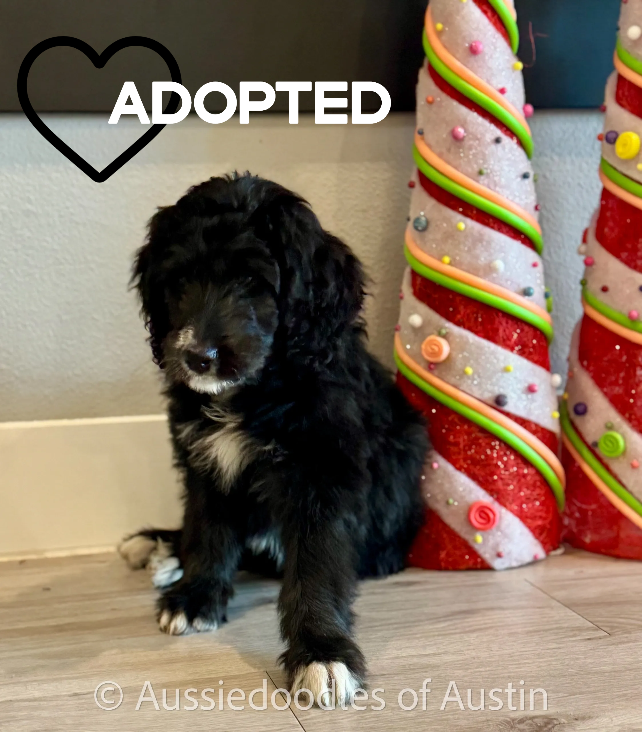 Frenchie from the 2024 Aussiedoodles of Austin litter.