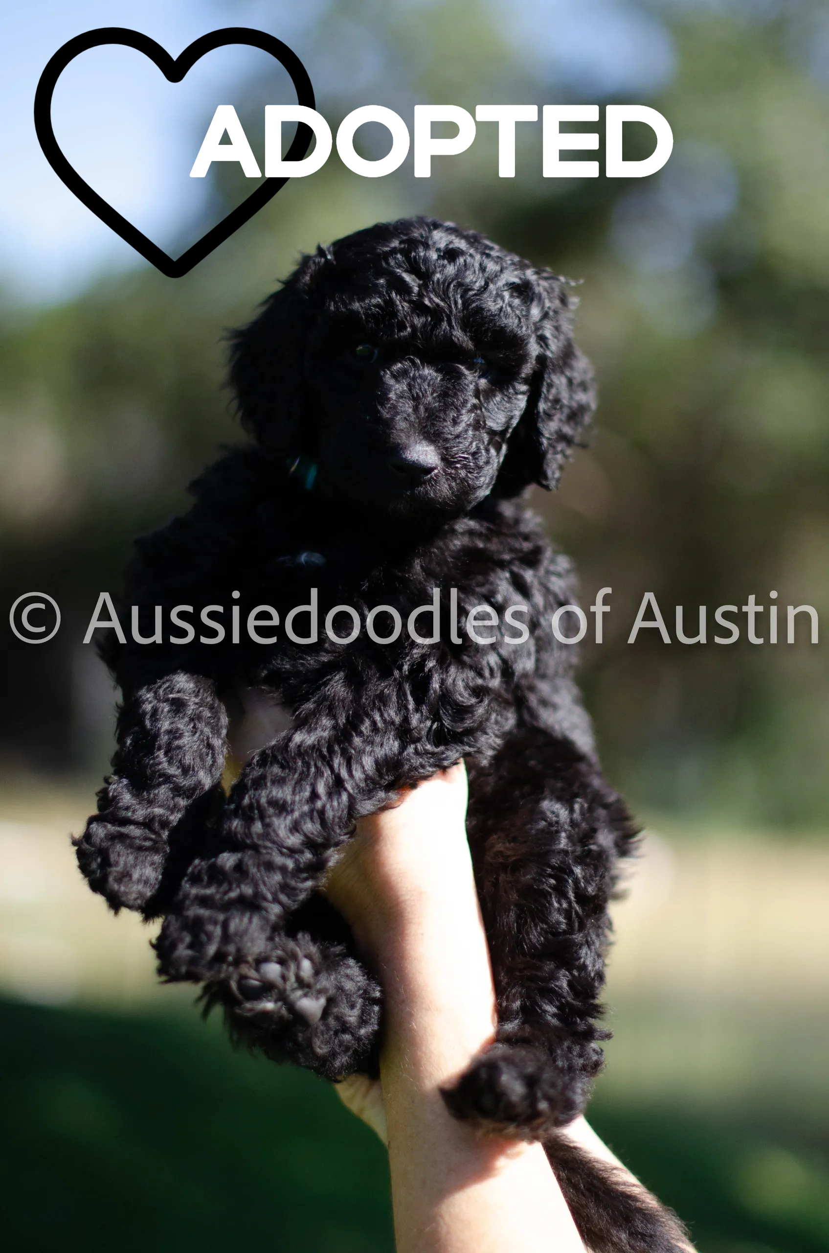 Green Bean from the 2024 Aussiedoodles of Austin litter.