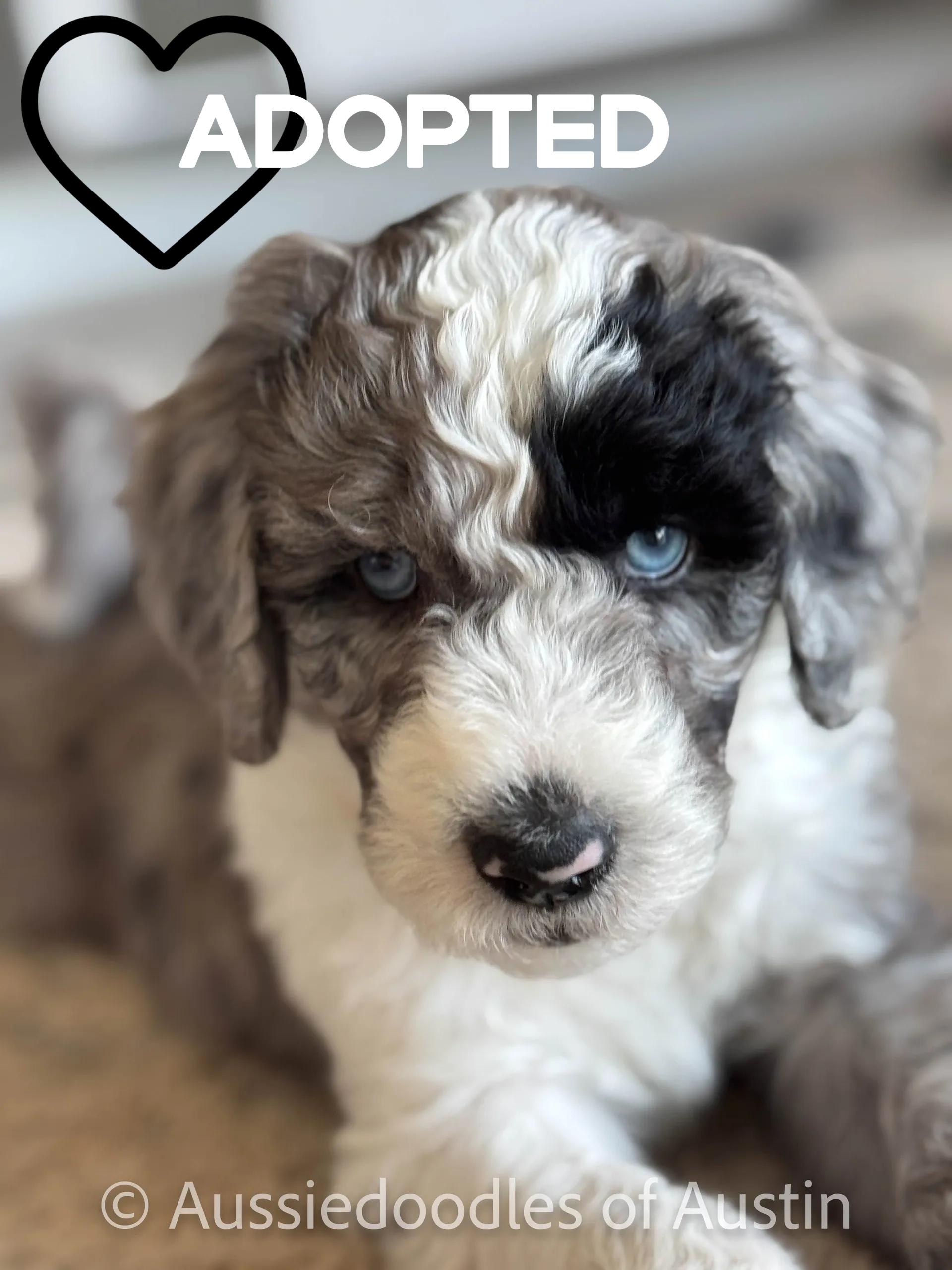 Little Boy Blue from the 2024 Aussiedoodles of Austin litter.