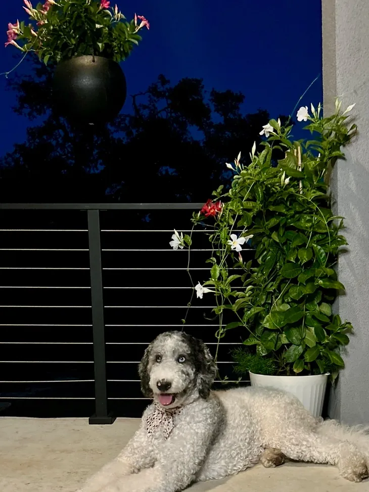 Aussiedoodle Dame London relaxing on a patio at night