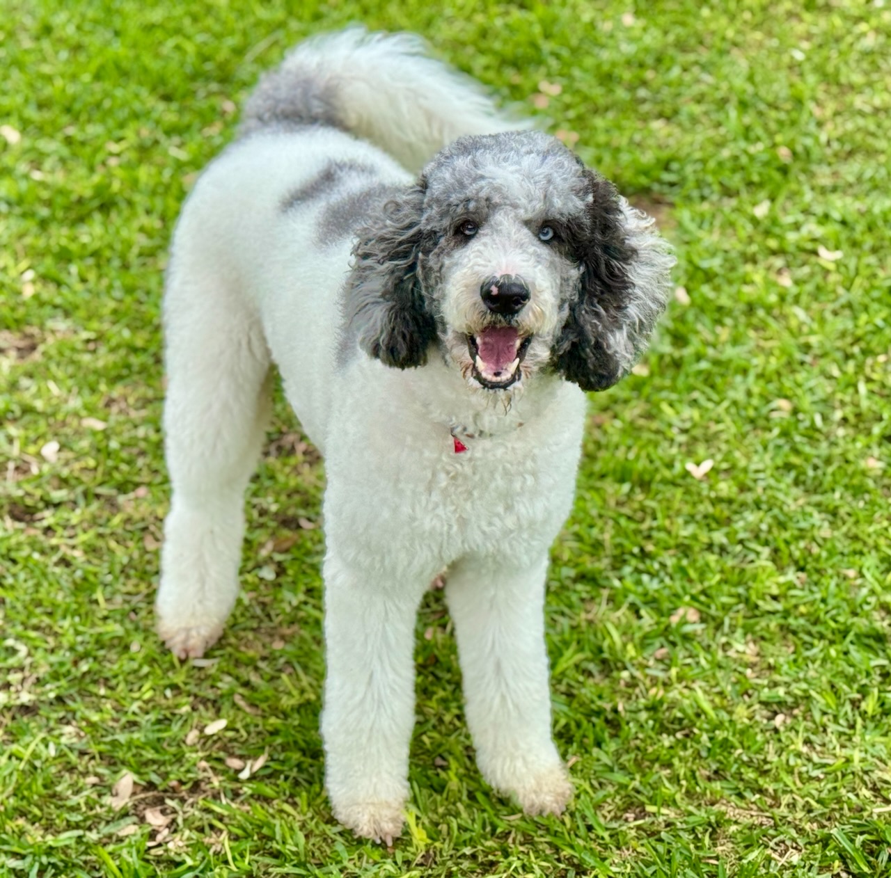 Standard F1B Aussiedoodle Dame London
