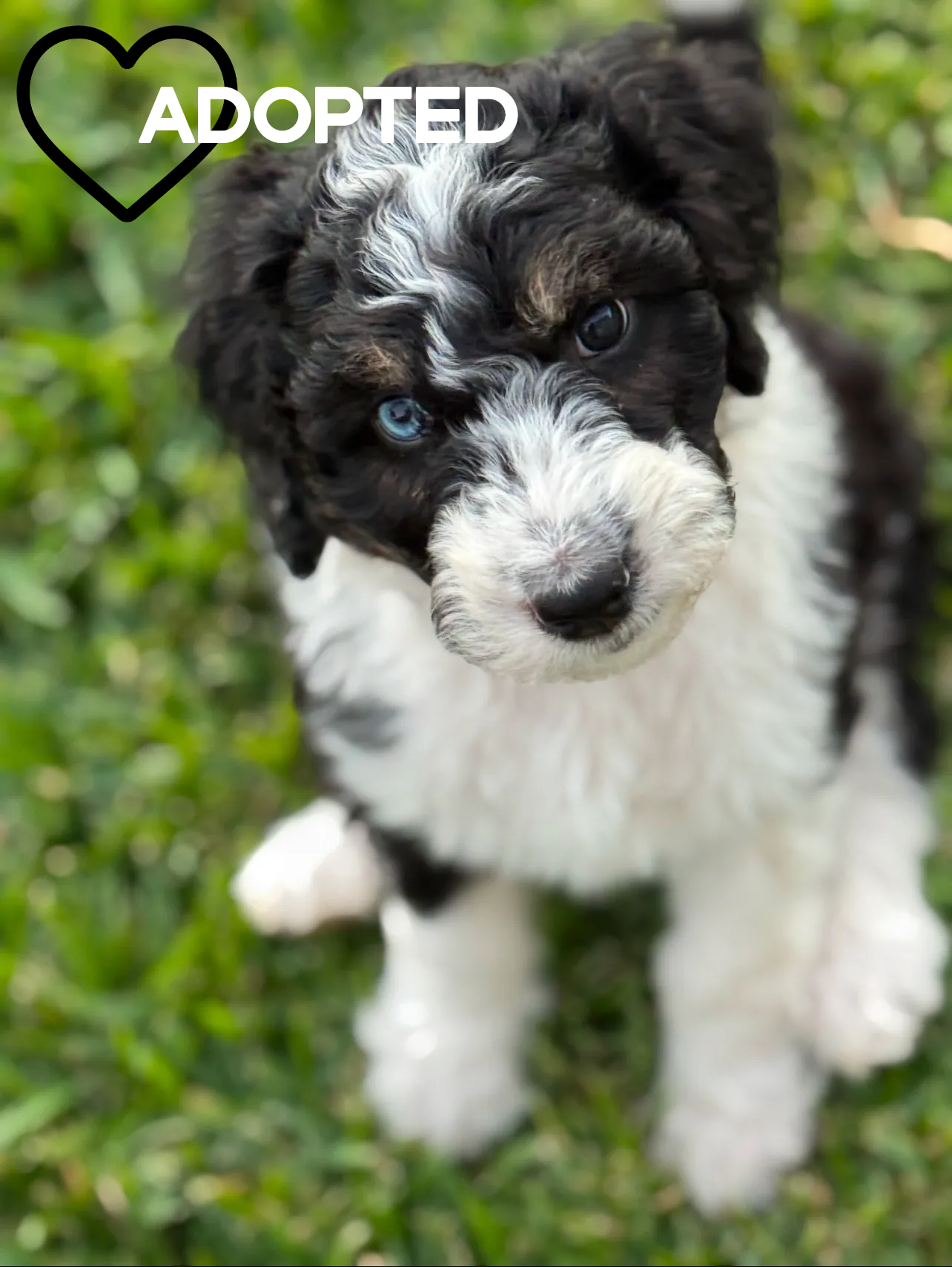 Paris from the 2024 Aussiedoodles of Austin litter.