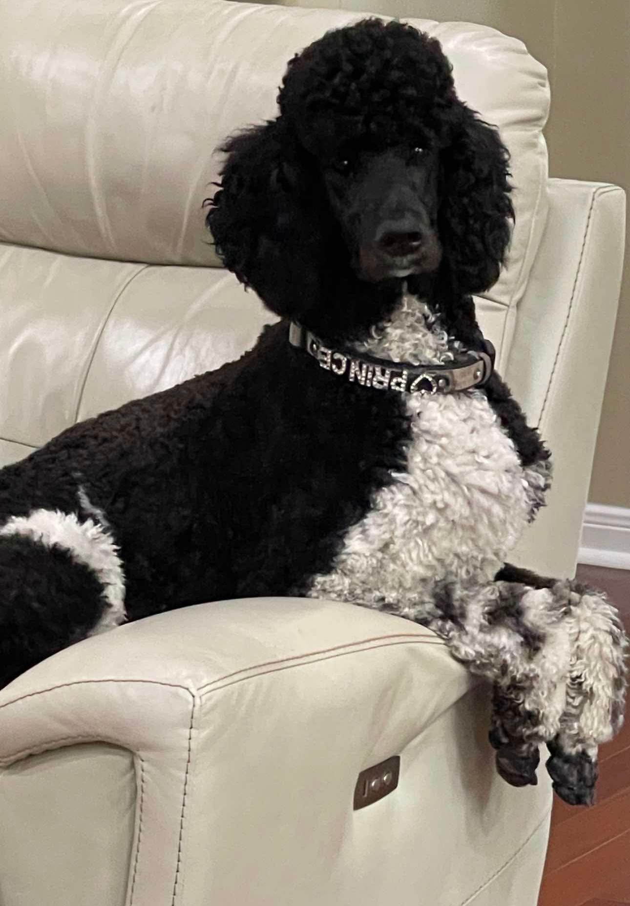 AKC Standard Poodle Sire Prince
