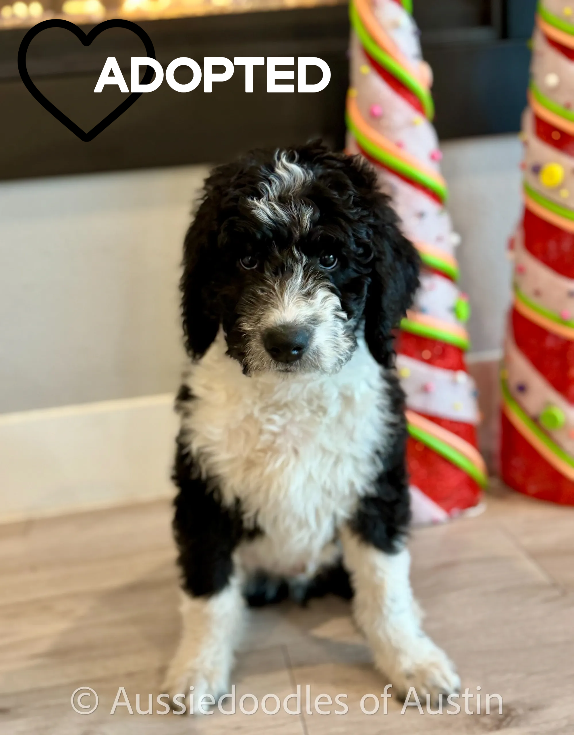 Pumpkin from the 2024 Aussiedoodles of Austin litter.