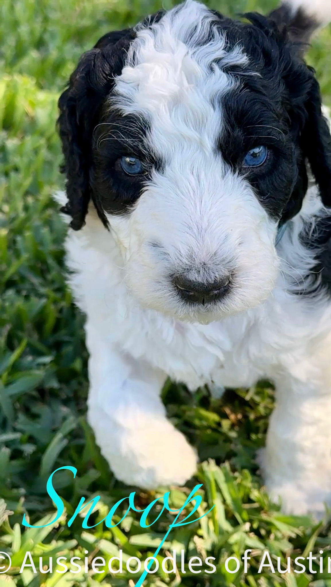 Snoop from the 2025 Aussiedoodles of Austin litter.