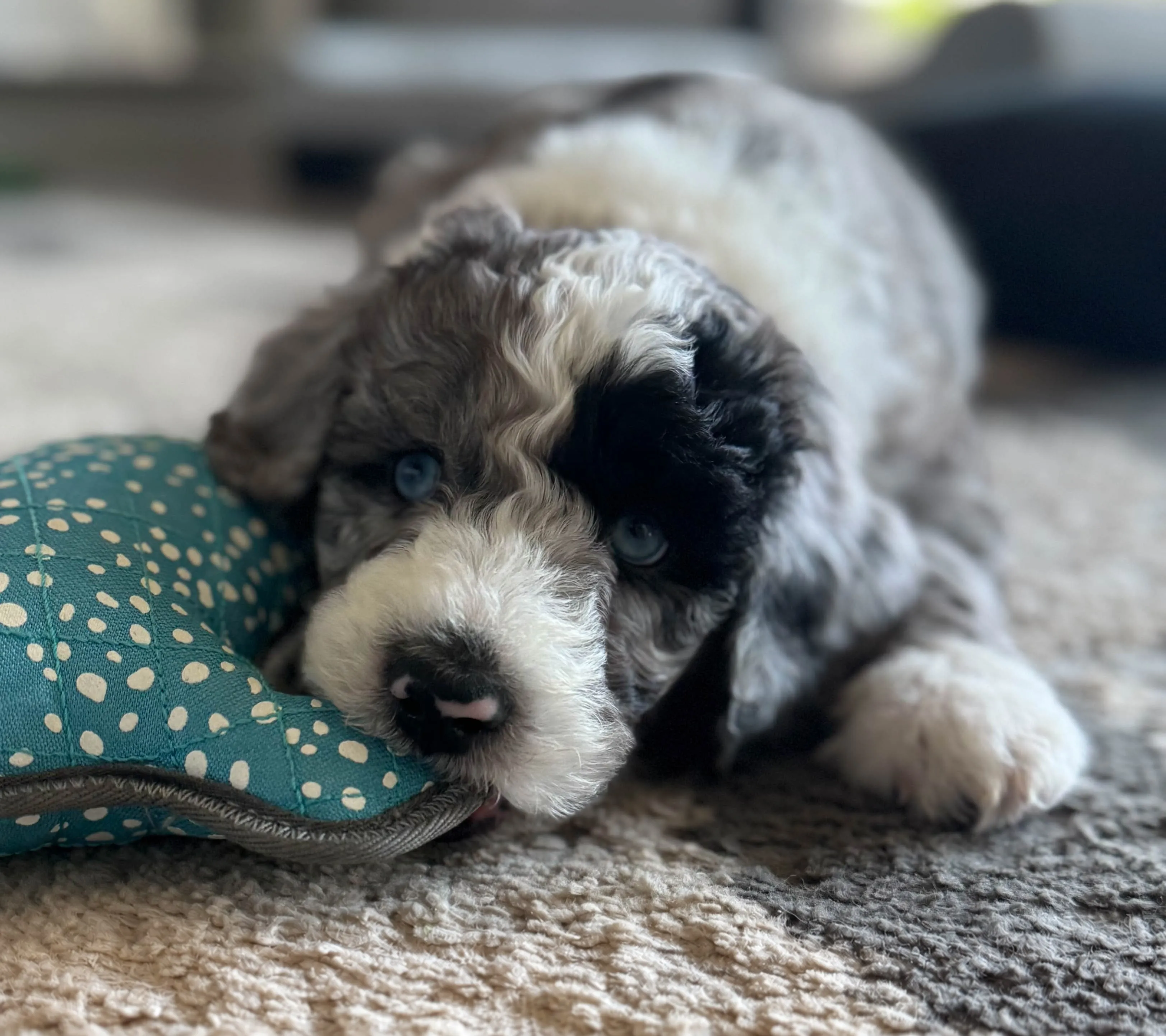 Little Boy Blue, a blue merle Aussiedoodle puppy resting beside a teal toy