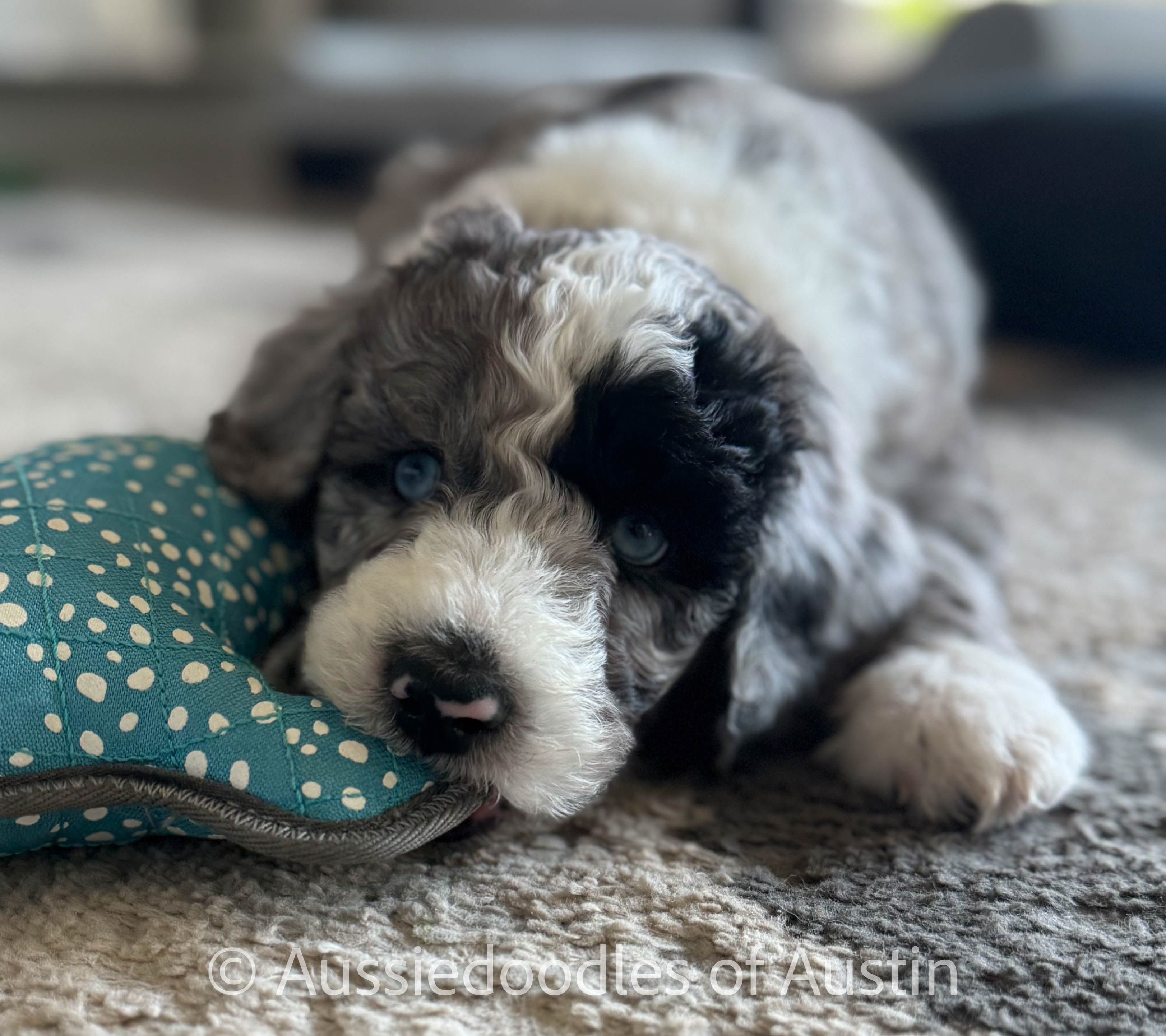 Family-raised Aussiedoodle puppies with the Aussiedoodles of Austin team