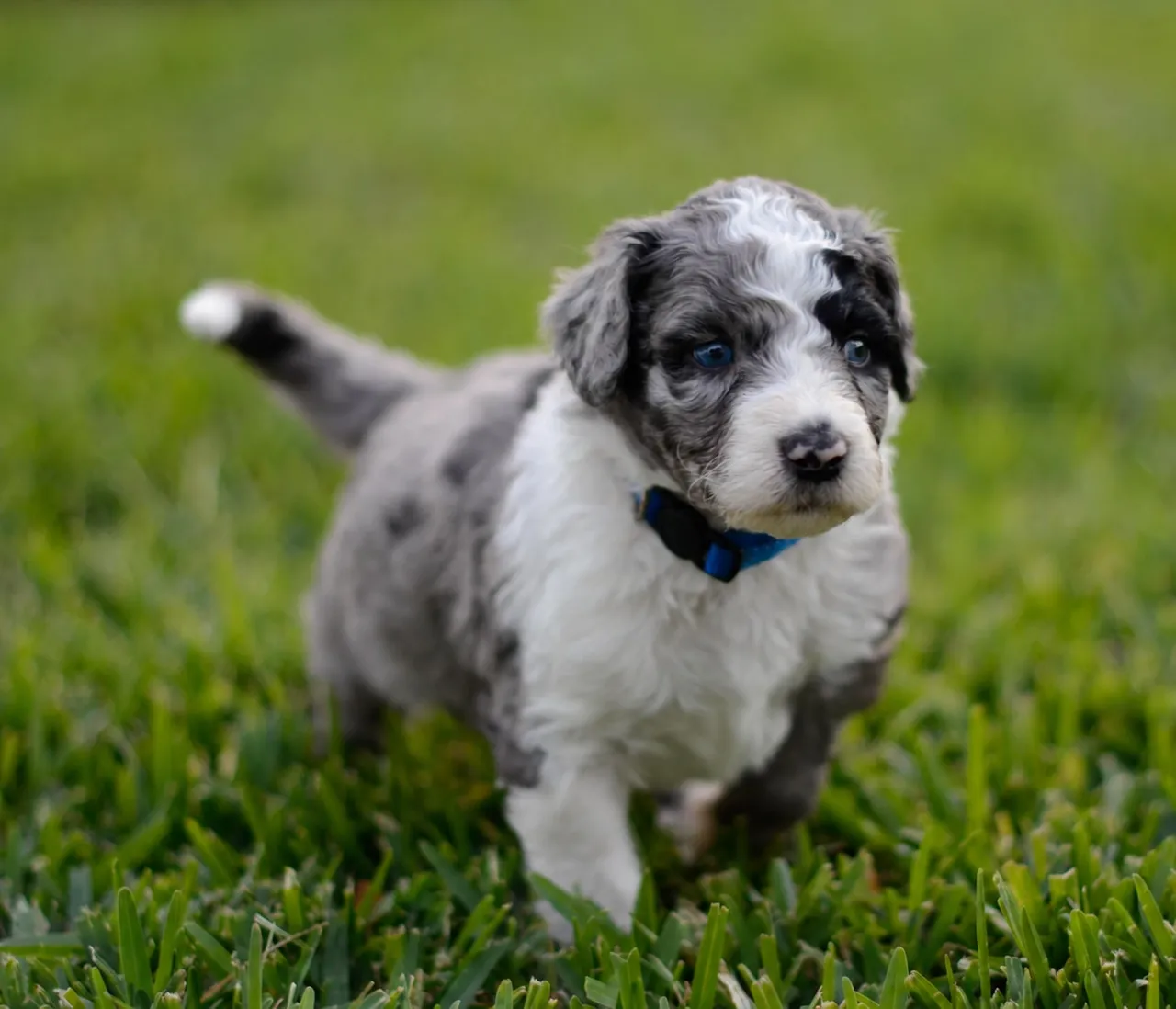 Little Boy Blue, Blue Merle, Aussiedoodle puppy, Standing on grass wearing a blue collar