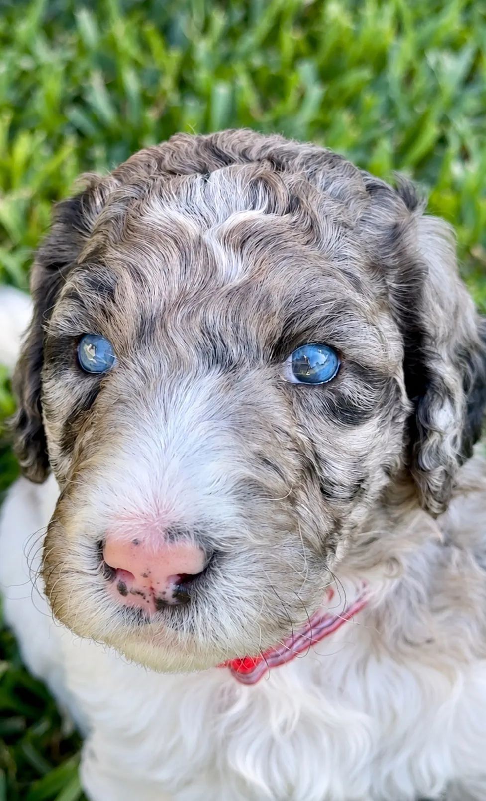 Boaz, Blue Merle, Aussiedoodle puppy from the 2025 Highlights, Close-up outdoors wearing a pink collar