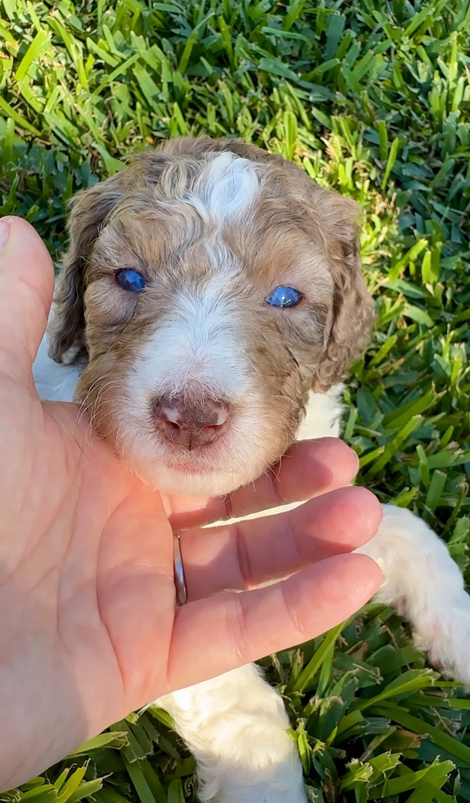 EOS, Red Merle, Aussiedoodle puppy, Chin resting in a hand outdoors