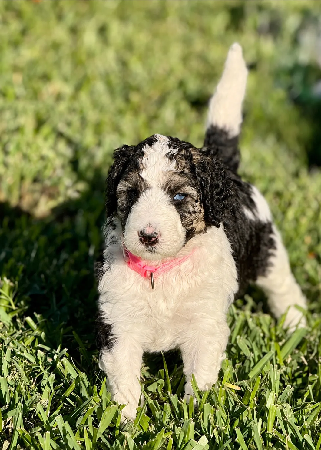 Ever, Tricolor, Aussiedoodle puppy from the 2025 Highlights, Standing on grass wearing a pink collar
