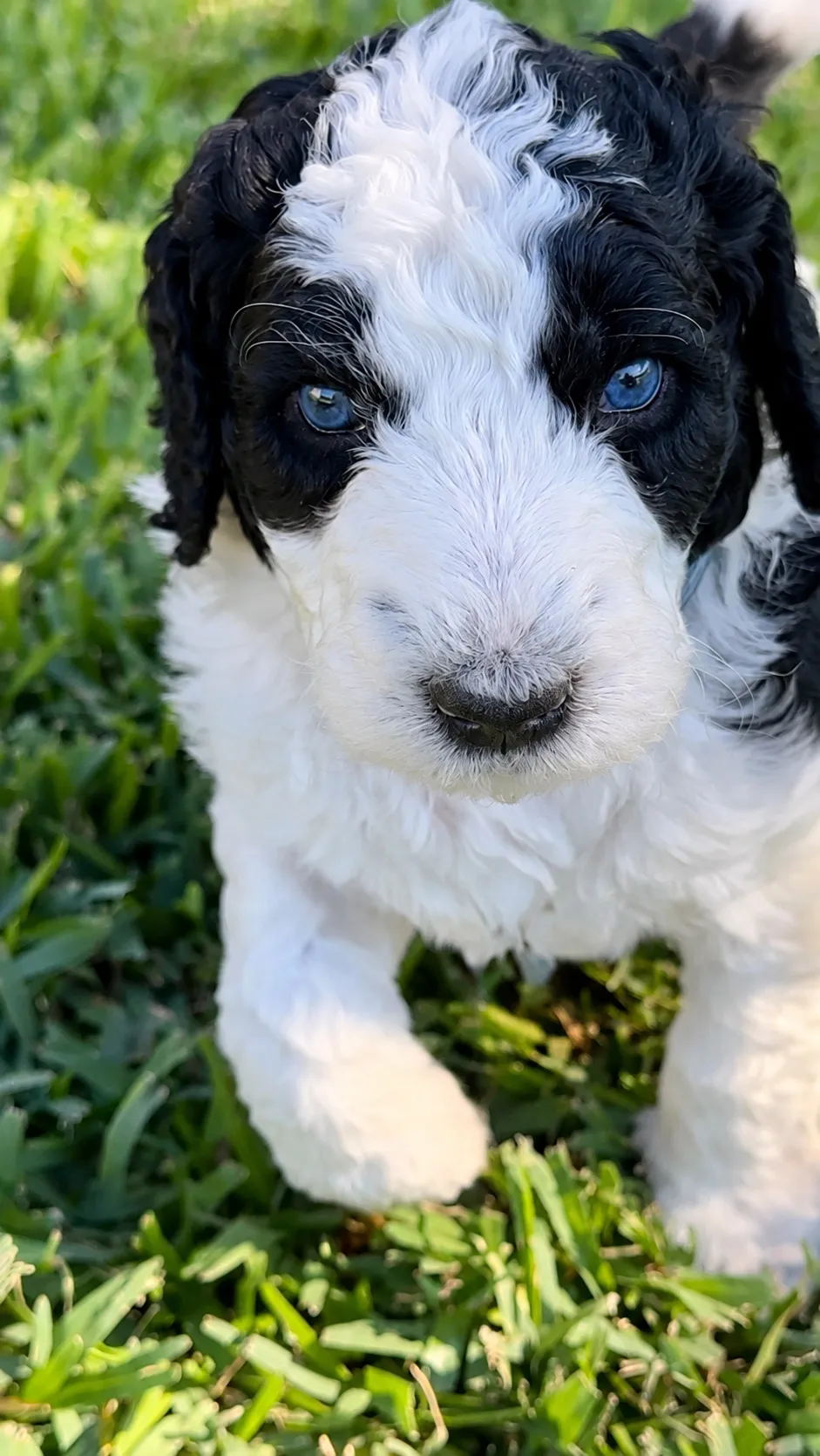 Snoop, Parti, Aussiedoodle puppy from the 2025 Highlights, Close-up outdoors on grass