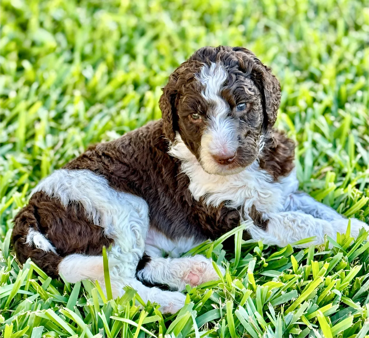 Valentina, Parti, Aussiedoodle puppy, Resting on grass outdoors