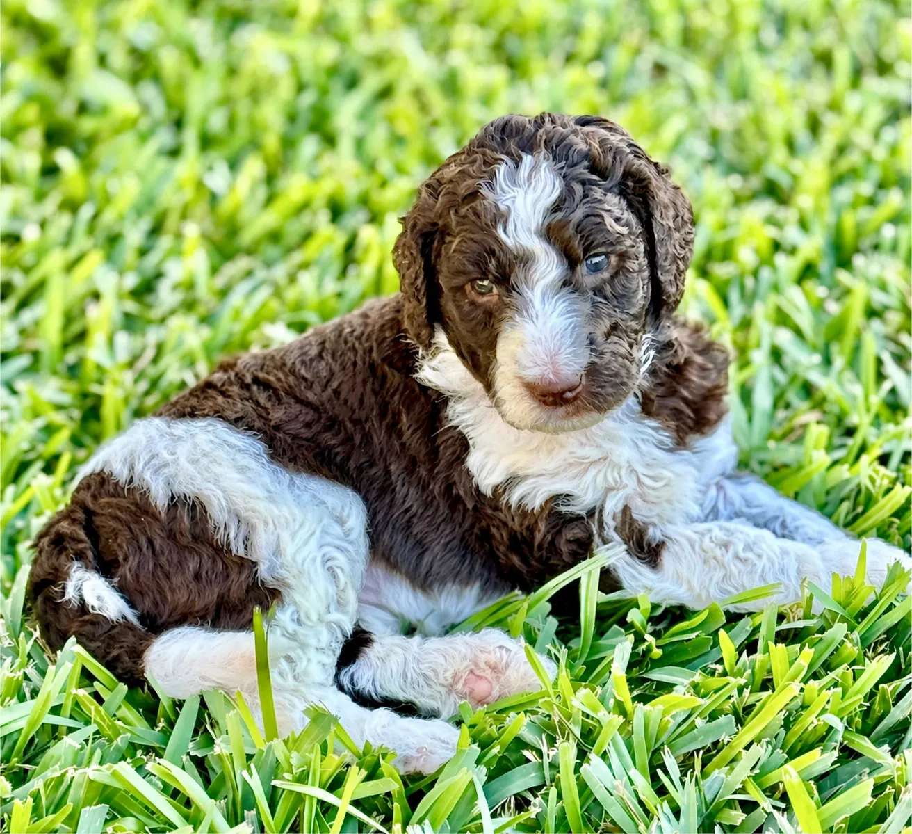 Valentina, Parti, Aussiedoodle puppy from the 2025 Highlights, Resting on grass outdoors
