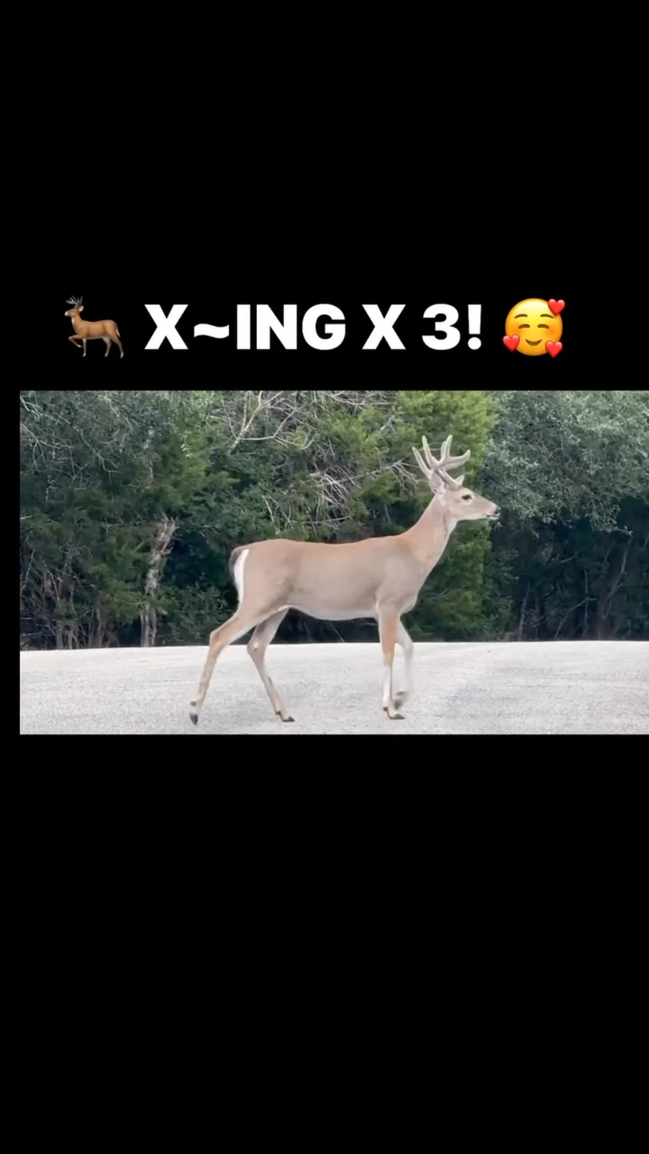 Instagram post: They know they’re safe here! So they just walk nonchalantly across the road right in front of you! 🦌😍#adorable #deer #hunter #wildanimals #freedom